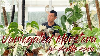 Maintaining variegation and buying guide for the variegated Monstera [upl. by Friede]