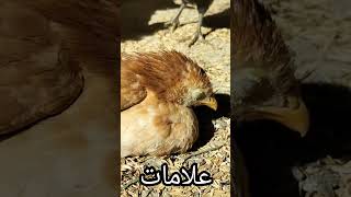 Infectious Bursal Disease in Poultry  Gumboro Symptoms and Treatment  Dr ARSHAD [upl. by Richella]