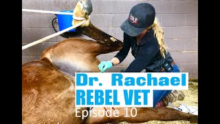 Dr Rachael Rebel Vet Episode 10 Ill Take Those Horse Castration [upl. by Lahsiv]