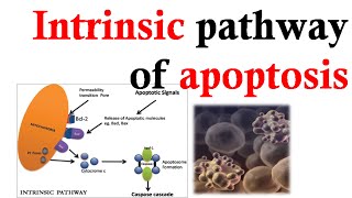 Intrinsic apoptosis pathway [upl. by Llertnahs]