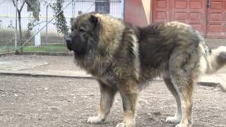 Titan the largest Caucasian Shepherd and its puppies [upl. by Sanburn]