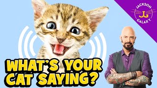 Cat Vocalizations and What They Mean [upl. by Malinde303]