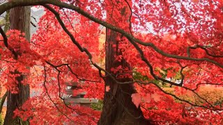 Sonido del Viento con Hojas de Otoño  Sound of the Wind with Autumn Leaves [upl. by Uwkuhceki]