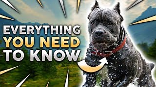 Cane Corso 101 Everything You Must Know About Owning a Cane Corso Puppy [upl. by Enineg]