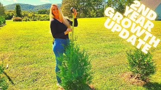 Thuja Green Giant Arborvitae  Official 2nd Year Growth Update  Privacy Hedge [upl. by Aluino]