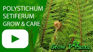 Polystichum setiferum  grow amp care Soft shieldfern [upl. by Atonsah]