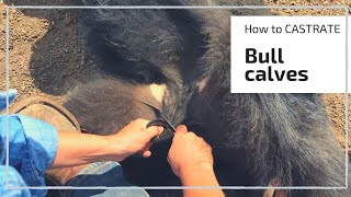 HOW TO CASTRATE A BULL CALF [upl. by Imak543]