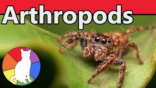 Arthropods  Animal Fact Files [upl. by Sheilah137]