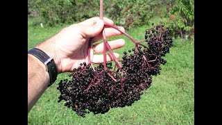 Growing Elderberries in Missouri [upl. by Nadiya]