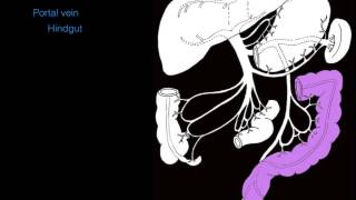 Hepatic portal system [upl. by Merritt]