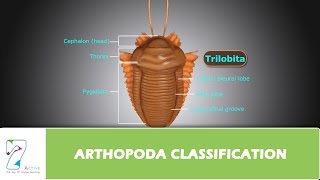 ARTHOPODA CLASSIFICATION [upl. by Lurlene192]