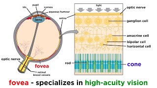 Visual Processing and the Visual Cortex [upl. by Fogel]