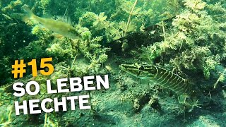 Hechte unter Wasser  Angeln auf Hecht vom Ufer 🐊 [upl. by Rattan]