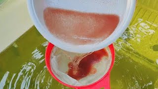 How to culture daphnia  Daphnia culture  How to grow daphnia outdoor [upl. by Nauqes]