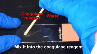 Coagulase Test [upl. by Enaek56]