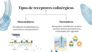 Neurotransmisión Colinérgica Parte 1  Mauro Ortiz [upl. by Eyde]