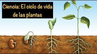 Ciencia El ciclo de vida de las plantas [upl. by Gerhard]