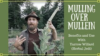 Mulling over Mullein  Benefits and Uses with Yarrow Willard Herbal Jedi [upl. by Ahsenev]