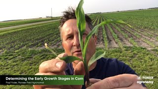 Corn Growth Stages How to Stage Your Corn [upl. by Beyer]