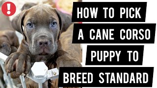 How To Pick A Cane Corso Puppy to Breed Standard [upl. by Akihsal]