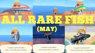 Catching ALL 5 Rare Fish MAY  Animal Crossing New Horizons [upl. by Ahsenik]