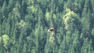 Saanen Airport Switzerland Cow in Flight [upl. by Pena]