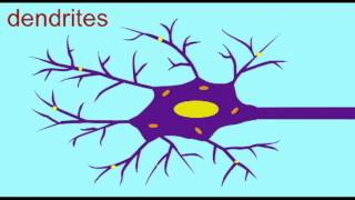 AP1 NEURON DENDRITES SOMA AXON [upl. by Basset]