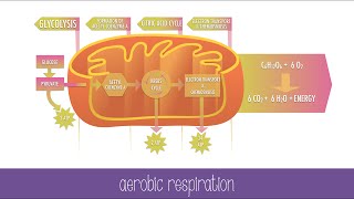 Cellular Respiration Steps and Pathways [upl. by Kcirneh]