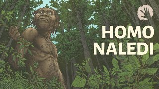 Homo Naledi  New Questions On Human Evolution [upl. by Ricketts]