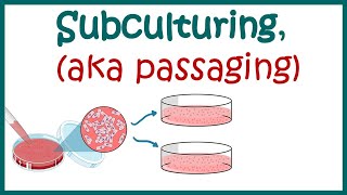 Subculturing cells  Cell culture basics [upl. by Illah]