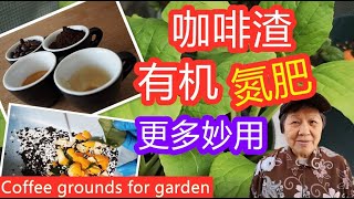 咖啡渣有机氮肥，有了它省下买肥钱，而且还有其他妙用  Coffee grounds for your garden 点CC看字幕（English Subtitles [upl. by Itirahc]