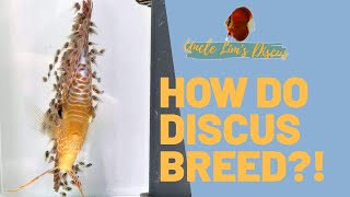 HOW DO DISCUS BREED [upl. by Lund]