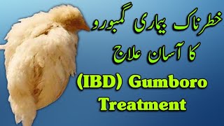 Gumboro Treatment  IBD Treatment Gamboro  Ghamboro [upl. by Enad]