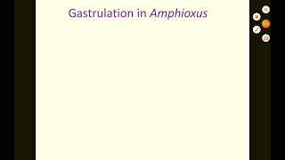 Gastrulation in Amphioxus [upl. by Giwdul493]