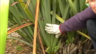 How to harvest amp clean your Harakeke NZFlax Phormium Tenax Bush [upl. by Malda]