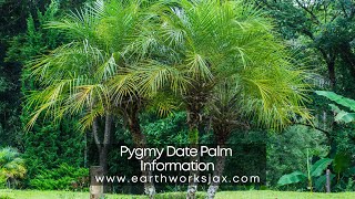 Pygmy Date Palm Information [upl. by Sanger]