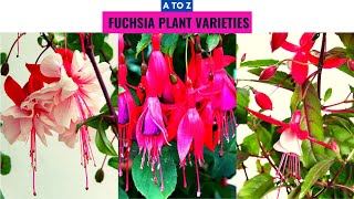 Fuchsia Plant Varieties A to Z [upl. by Dannon]