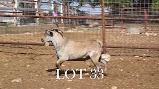 Lot 33  0862 [upl. by Hilleary]