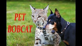 A family and their Adorable Bobcat [upl. by Thomasa662]