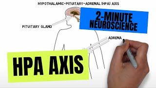 2Minute Neuroscience HPA Axis [upl. by Hars]