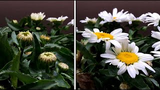 Daisy flower time lapse  growing daisies in an indoor garden [upl. by Sascha]