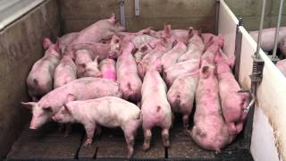 Smart Pig Handling  Part 1 of 2  Basic Pig Behaviour [upl. by Singer]