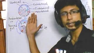 Developmental biology part 3  Gastrulation [upl. by Navarro]