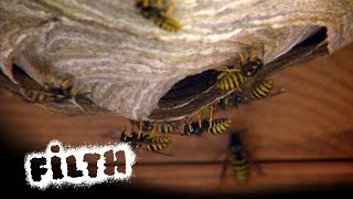 How To Remove A Wasps Nest  Whats Inside [upl. by Gereron985]