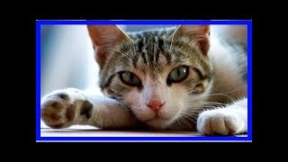 How to tell if a cat has distemper [upl. by Lory]