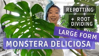 Monstera Deliciosa LARGE FORM Repotting amp Root Dividing [upl. by Cooperman]