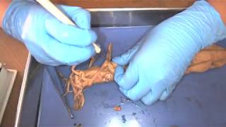 Demonstration Squid Dissection [upl. by Allebram]