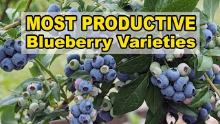 Most Productive Blueberry Varieties [upl. by Salvatore]