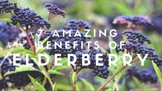 7 Amazing Benefits Of Elderberry [upl. by Batsheva587]