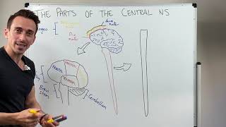 Overview of the Central Nervous System CNS [upl. by Yanehs]